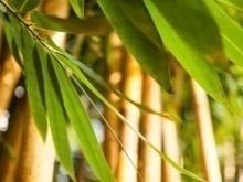 Лист бамбука вид сверху