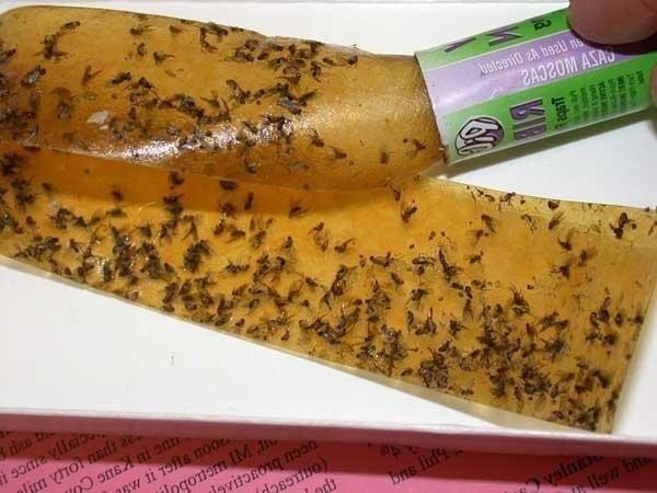 Жёлтые муравьи в квартире