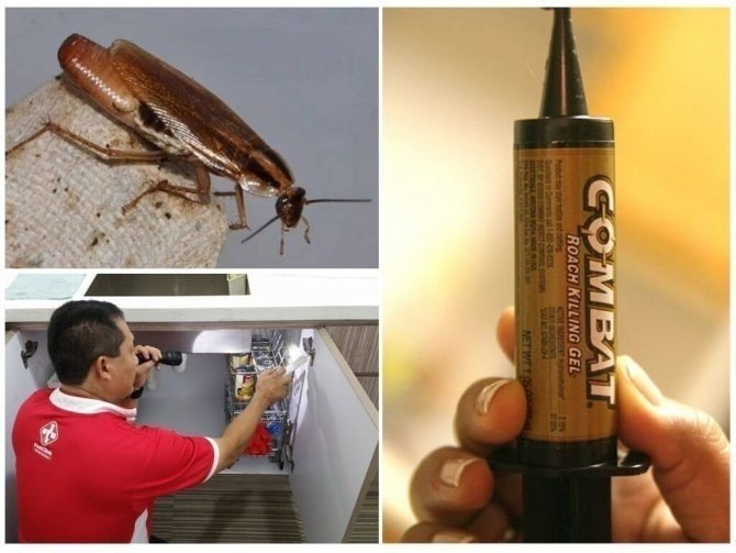 Самое эффективное средство от тараканов в квартире