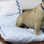 Как отучить собаку писать на кровать и что делать если не получается