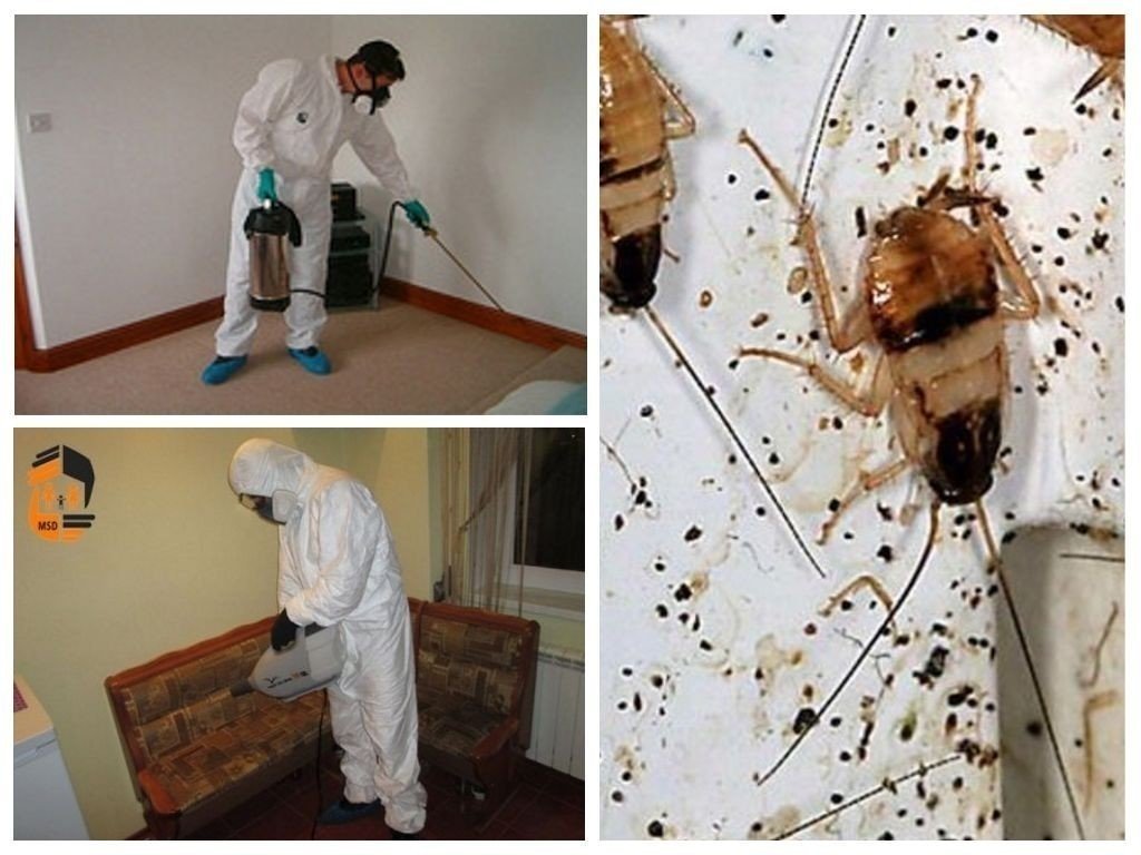 Дезинфекция тараканов в квартире в москве с гарантией