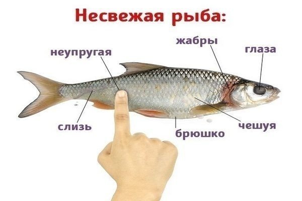 Определение свежести рыбы