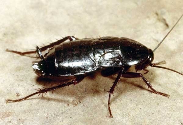 Отряд таракановые черный таракан