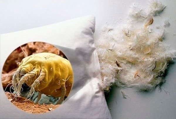 Клещи в подушках