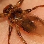 Лосиная муха: какой вред может нанести паразит животным и людям, методы борьбы