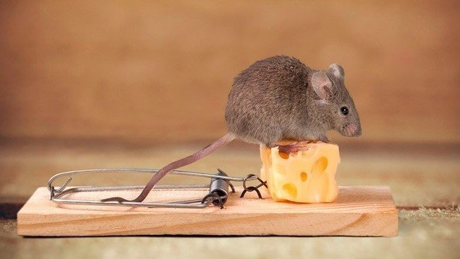 Мышь с сыром серая