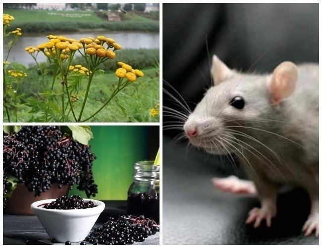 Растения от мышей и крыс