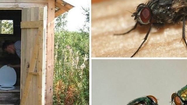 Как избавиться от мух в туалете на улице